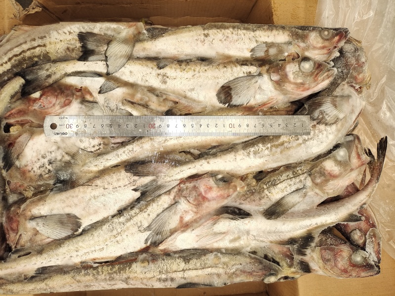 狭鳕鱼，船冻干冻，每件两板，适合加工，市场批发。