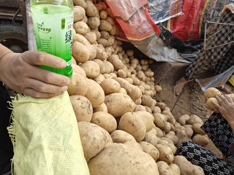 河南土豆沃土大量供应支持各种包装