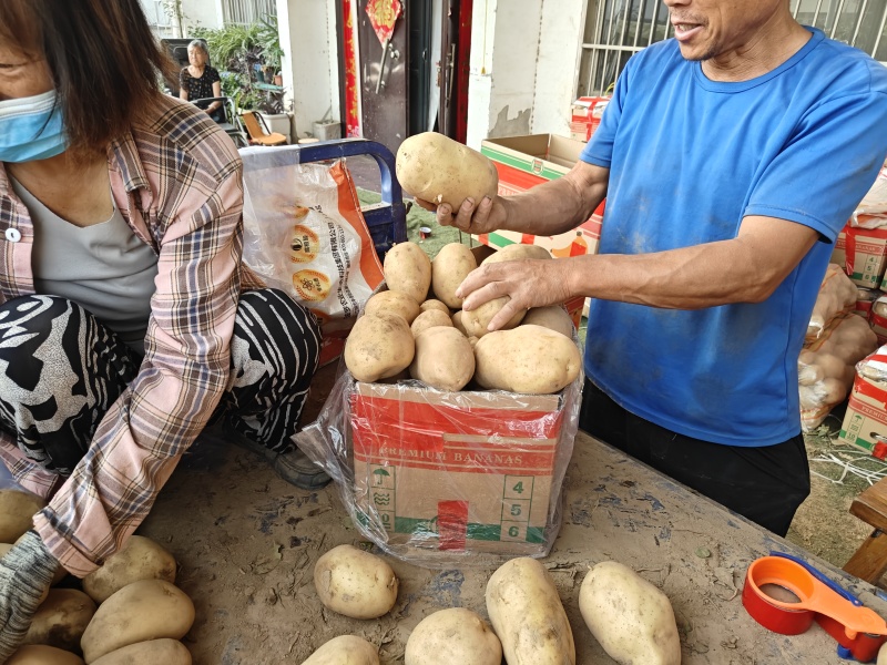 河南土豆沃土大量供应支持各种包装