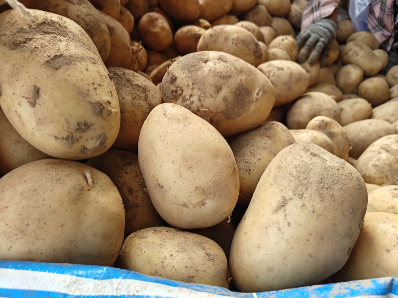 河南土豆沃土大量供应支持各种包装