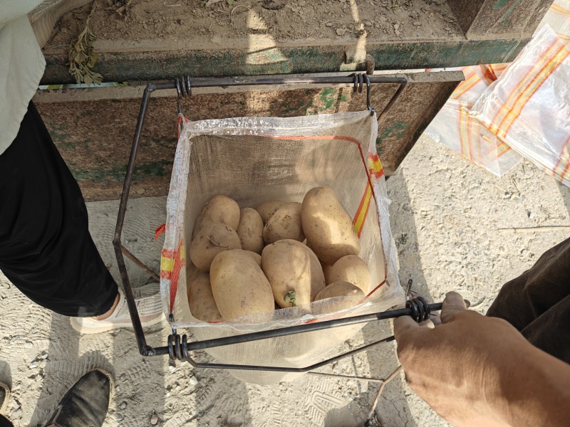 河南土豆沃土大量供应支持各种包装
