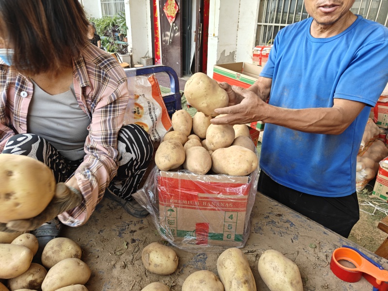 河南土豆沃土大量供应支持各种包装
