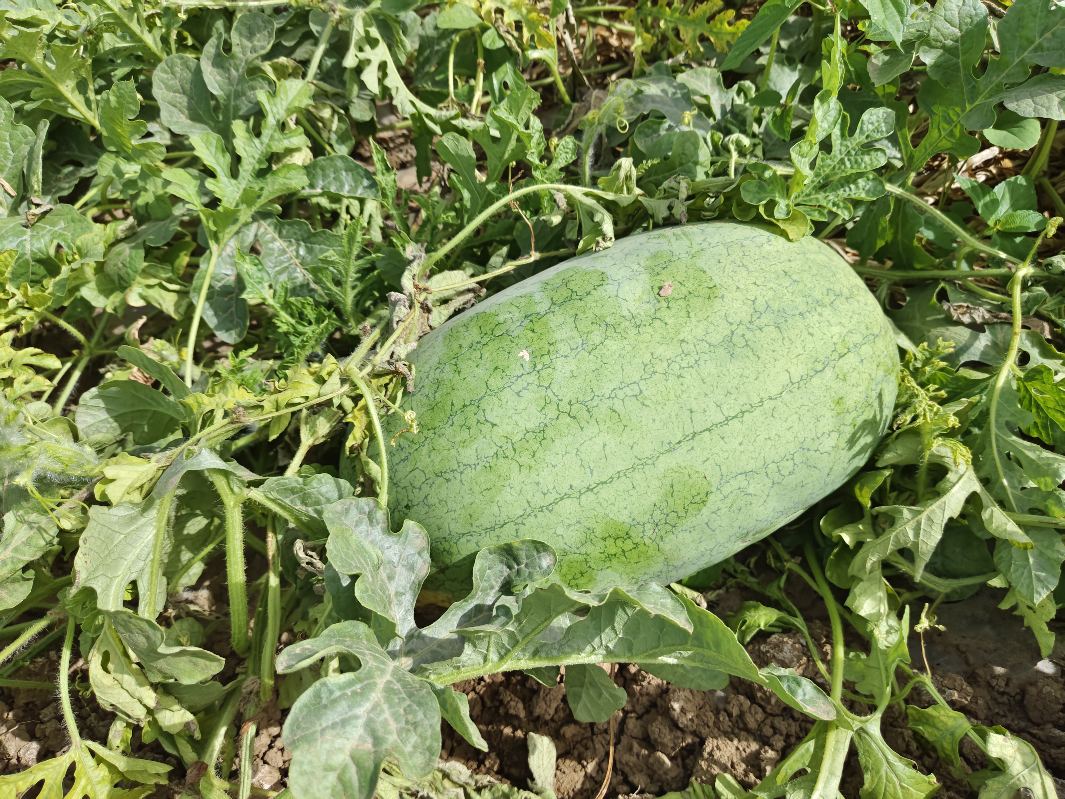 江苏东台三仓镇8424西瓜标准化种植基地