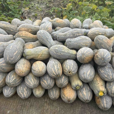 蜜本老南瓜上市中，量大价优，品质优良
