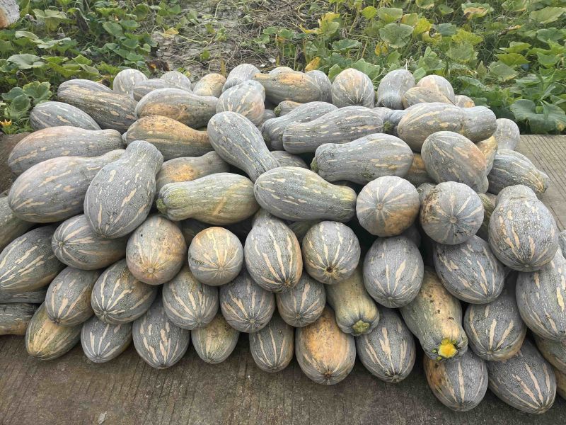 蜜本老南瓜上市中，量大价优，品质优良