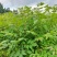 黄柏专用除草剂加助剂黄柏除草剂效果好不伤苗