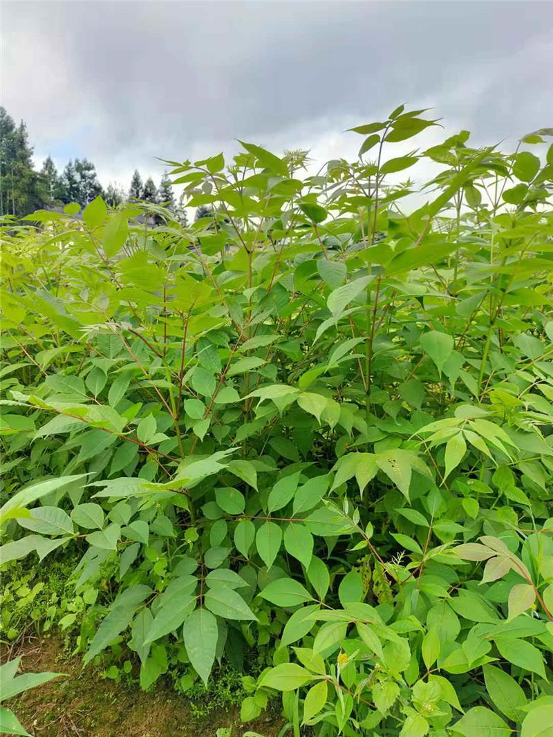 黄柏专用除草剂加助剂黄柏除草剂效果好不伤苗