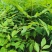黄柏专用除草剂加助剂黄柏除草剂效果好不伤苗