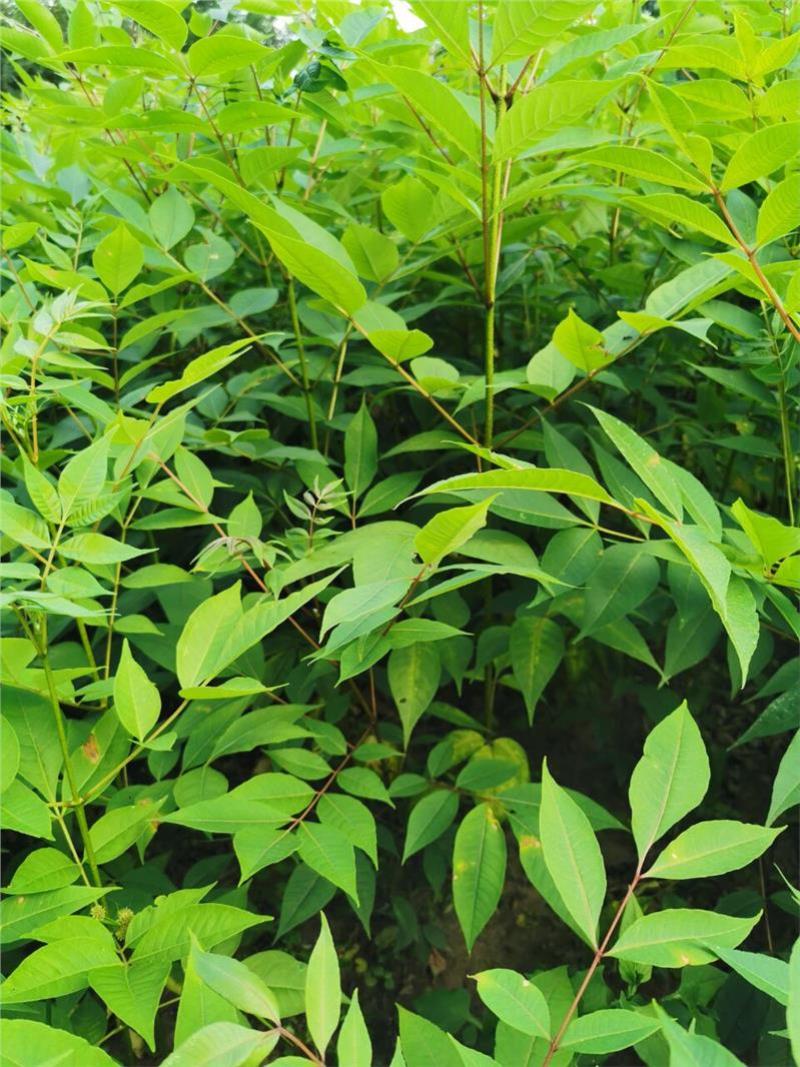 黄柏专用除草剂加助剂黄柏除草剂效果好不伤苗