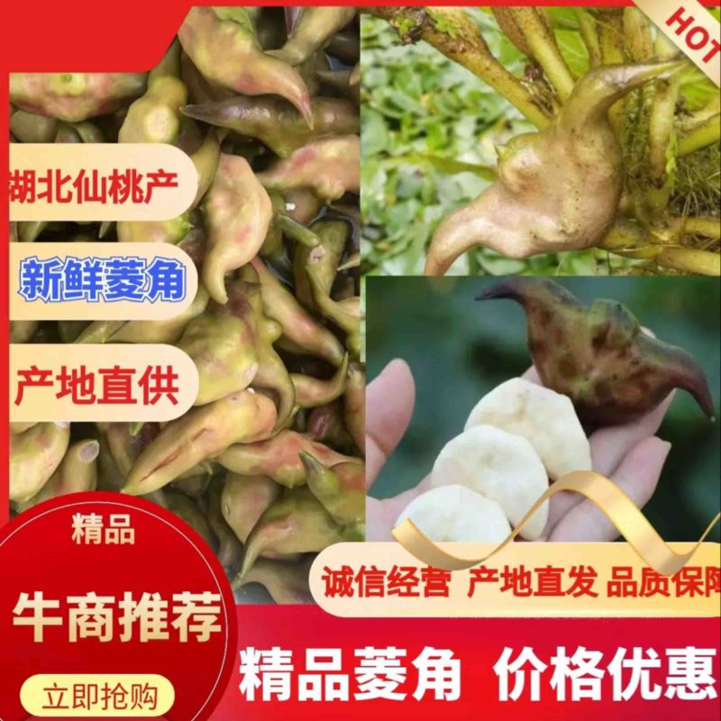 新鲜菱角，湖北产地直发，规格多样，对接市场商超，电联采购