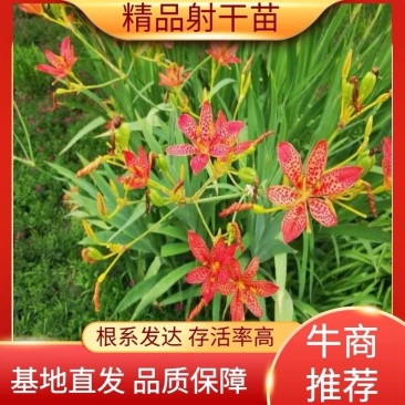 基地育苗射干苗乌扇苗射干大量现货包技术包上车包回收