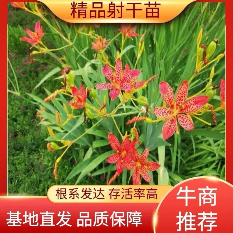 基地育苗射干苗乌扇苗射干大量现货包技术包上车包回收