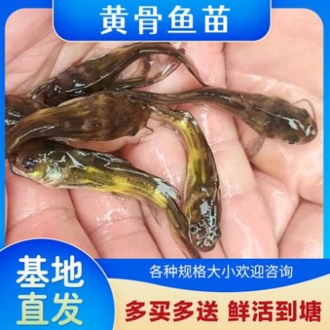 黄颡鱼苗黄辣丁苗杂交全雄养殖场直卖黄骨鱼苗