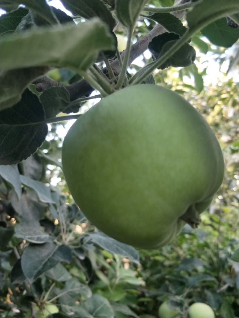 藤牧1号苹果60mm以上光果