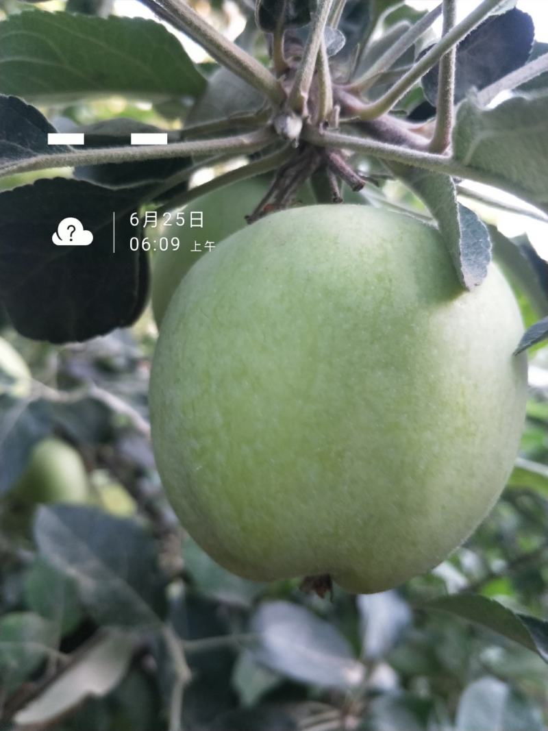 藤牧1号苹果60mm以上光果