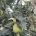 藤牧1号苹果60mm以上光果