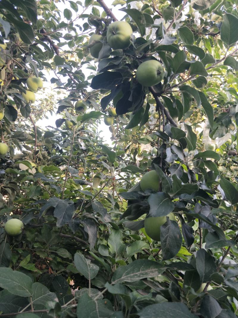藤牧1号苹果60mm以上光果