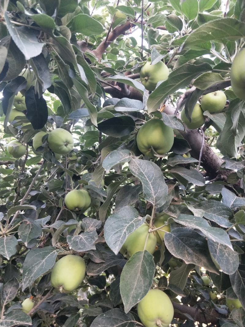藤牧1号苹果60mm以上光果