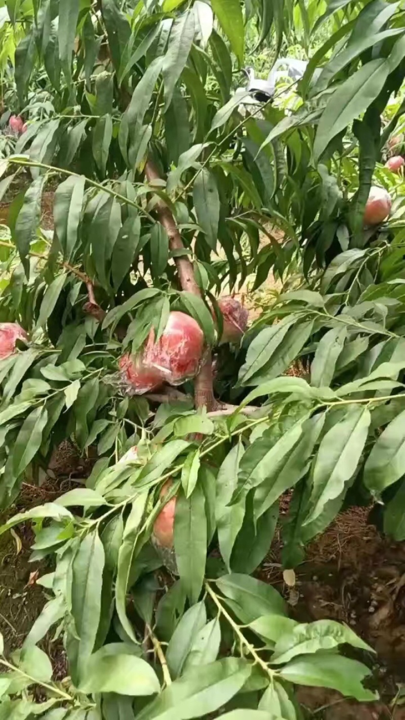 【推荐】山西万荣水蜜桃，品质好，规格齐全，一手货源欢迎选购