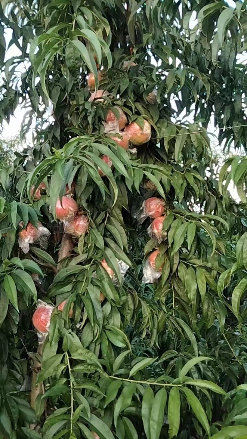 【推荐】山西万荣水蜜桃，品质好，规格齐全，一手货源欢迎选购