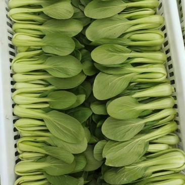【推荐】商丘梁园区上海青小油菜保质保量产地直发