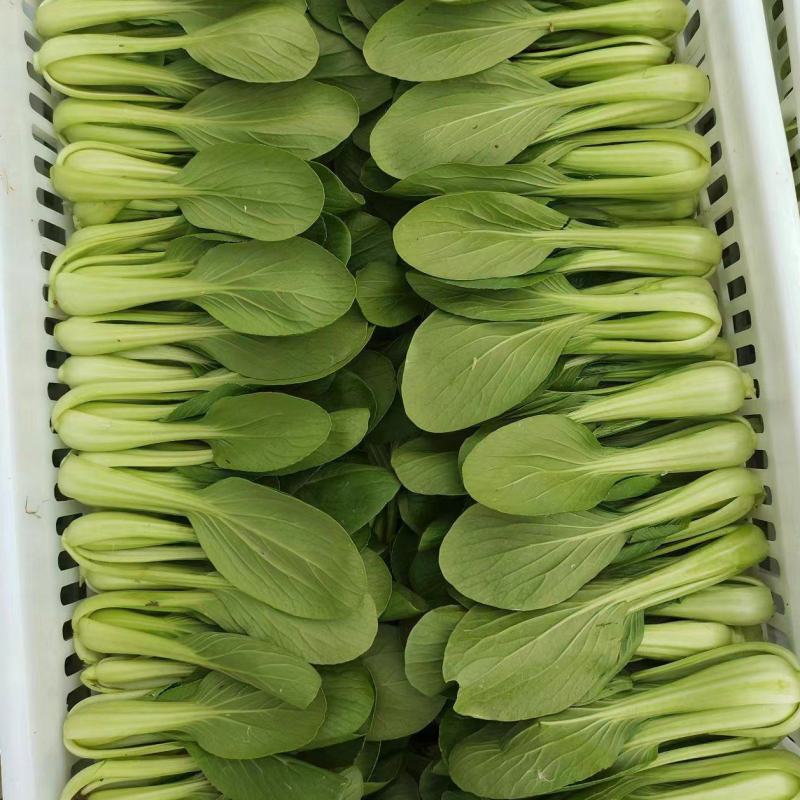 【推荐】商丘梁园区上海青小油菜保质保量产地直发