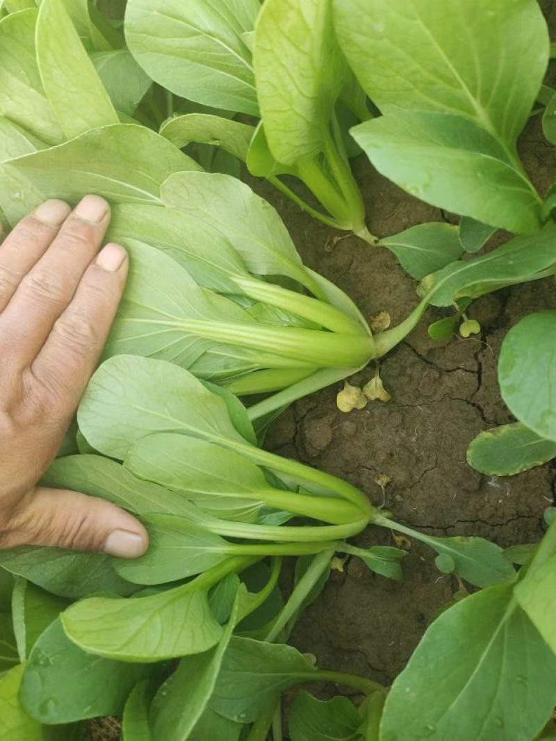 【推荐】商丘梁园区上海青小油菜保质保量产地直发