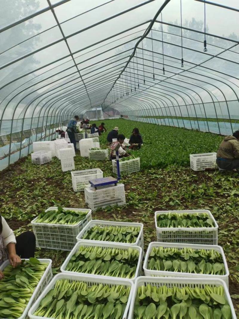 【推荐】商丘梁园区上海青小油菜保质保量产地直发