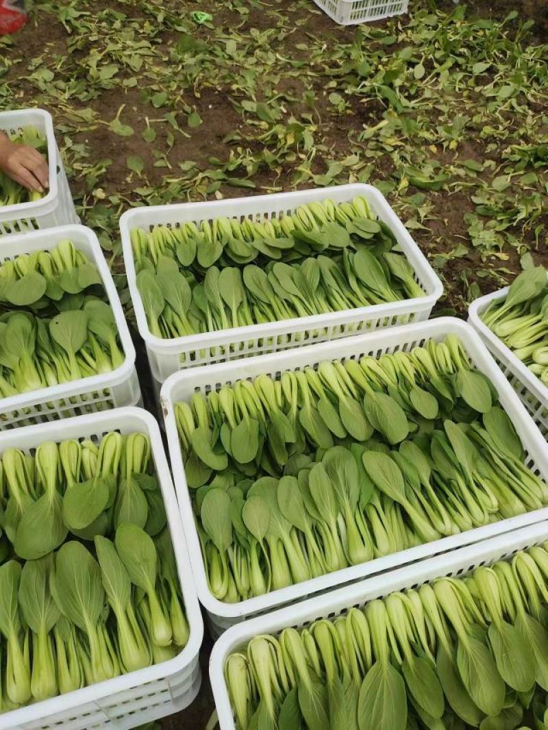 【推荐】商丘梁园区上海青小油菜保质保量产地直发