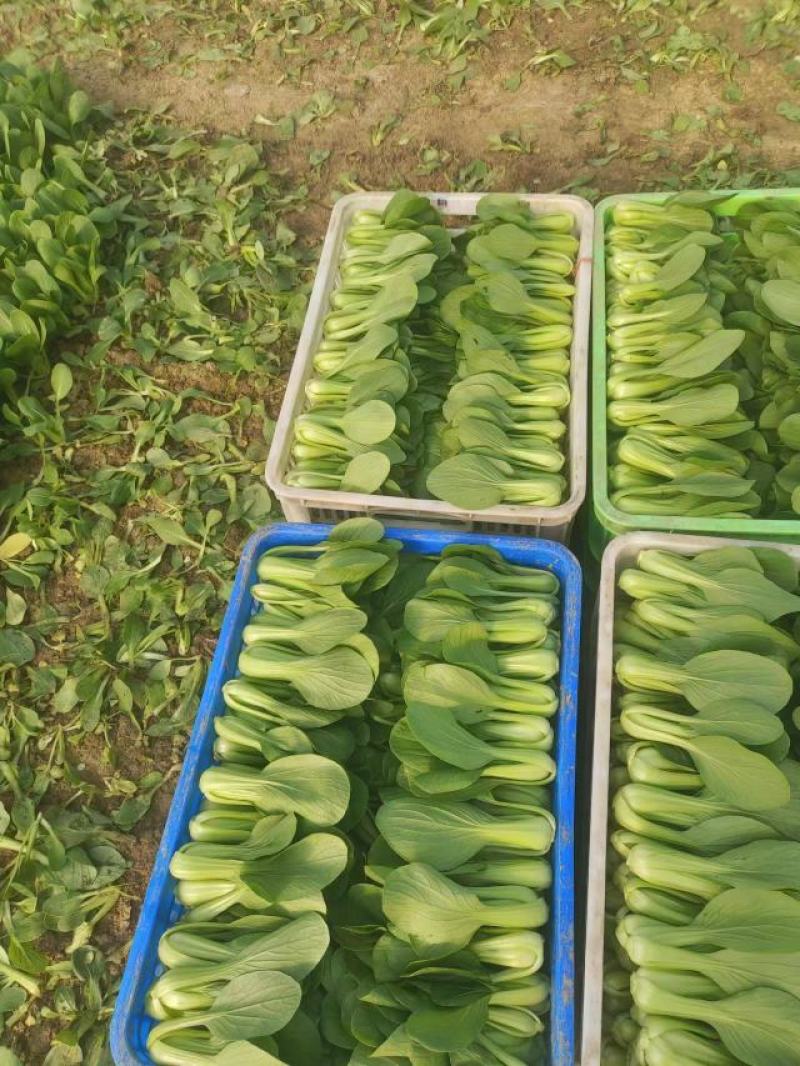 【推荐】商丘梁园区上海青小油菜保质保量产地直发