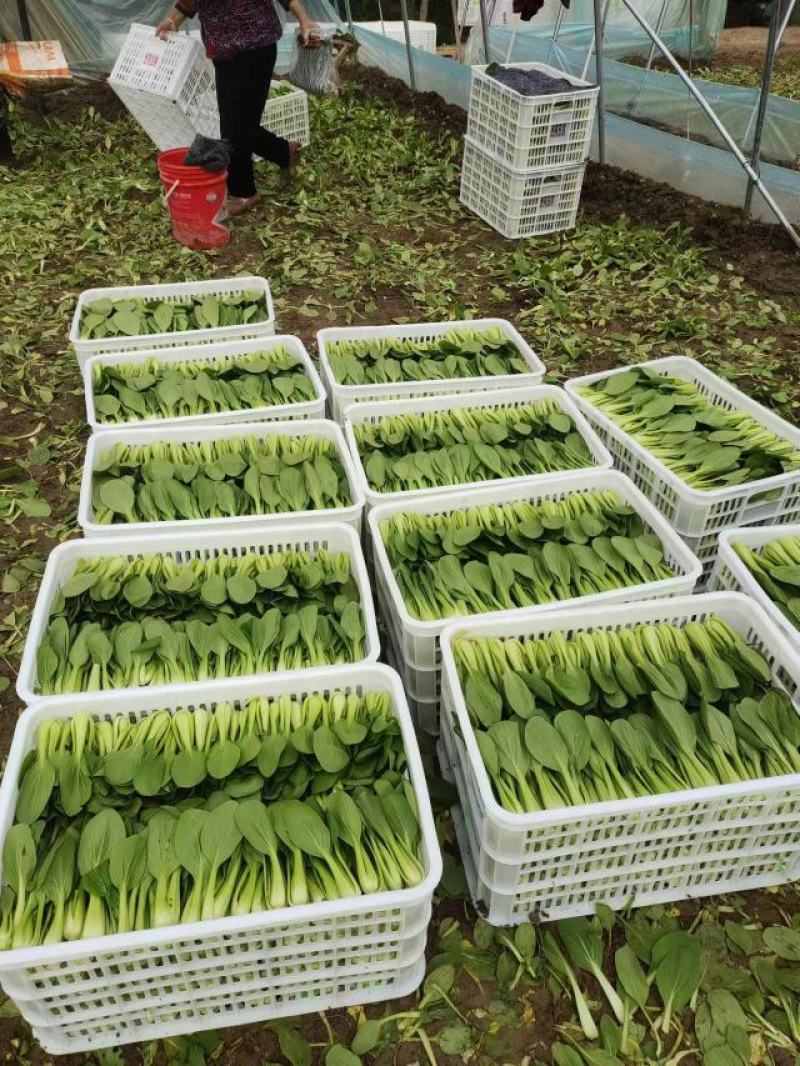 【推荐】商丘梁园区上海青小油菜保质保量产地直发