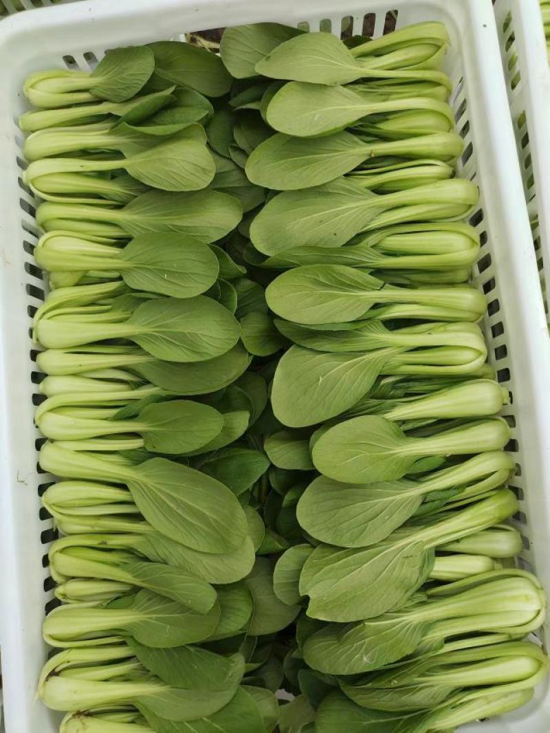 【推荐】商丘梁园区上海青小油菜保质保量产地直发