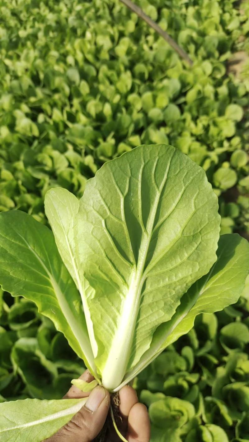 【推荐】商丘梁园区上海青小油菜保质保量产地直发