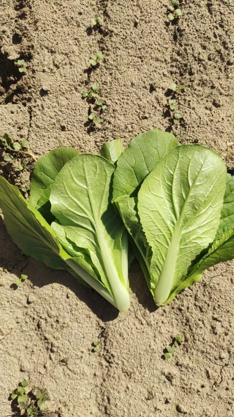 【推荐】商丘梁园区上海青小油菜保质保量产地直发