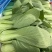 油菜