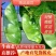 山东眉豆猪耳朵扁豆产地直发货源充一手货源对接各大商