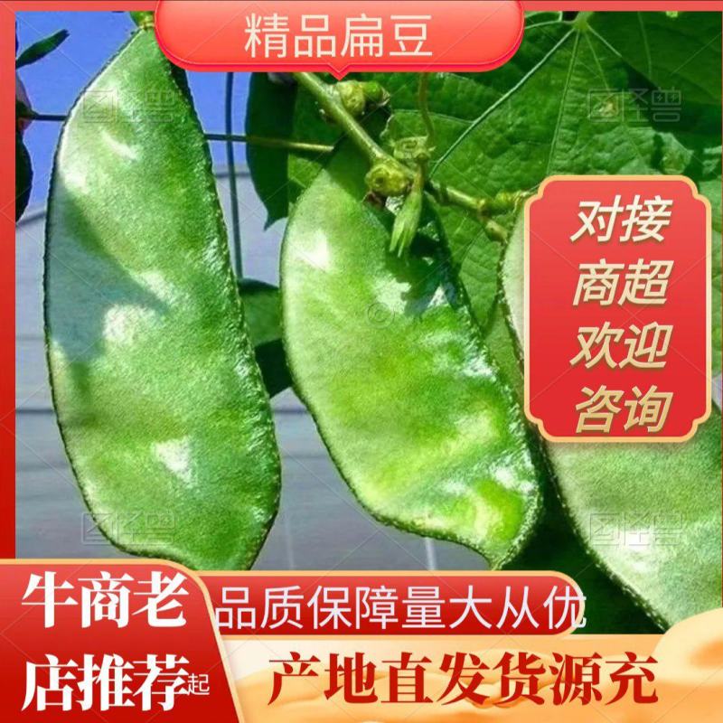 山东眉豆猪耳朵扁豆产地直发货源充一手货源对接各大商