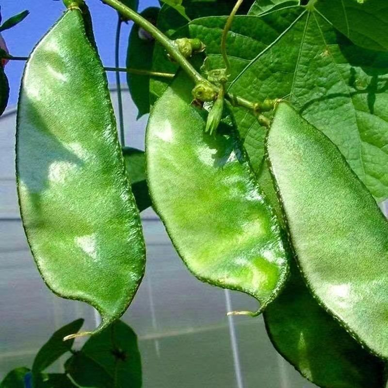 山东眉豆猪耳朵扁豆产地直发货源充一手货源对接各大商