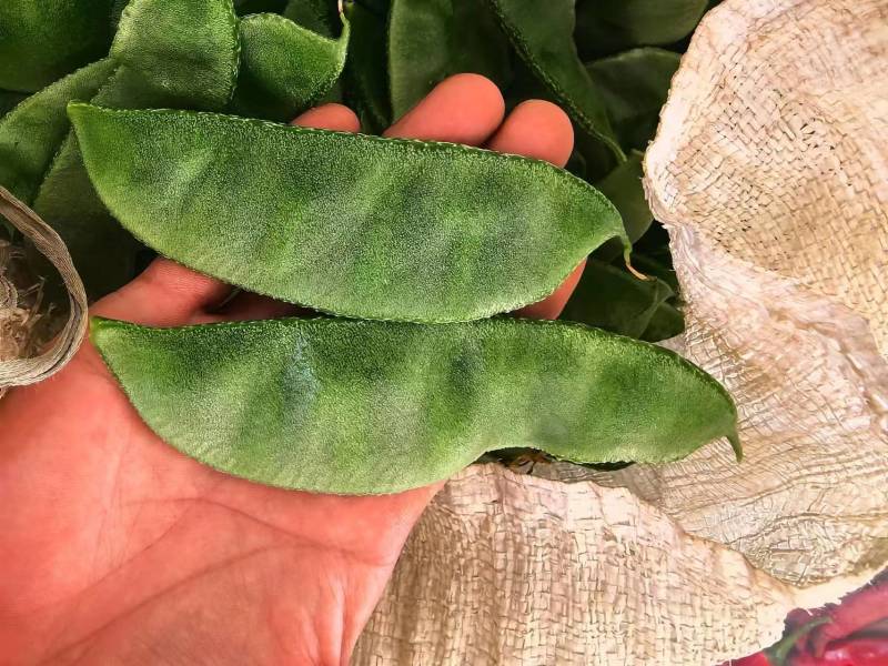 山东眉豆猪耳朵扁豆产地直发货源充一手货源对接各大商