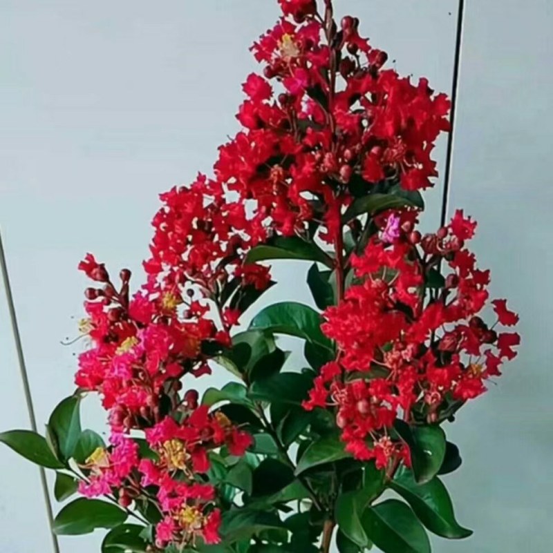 精品国旗红红花紫薇老桩大红色百日红老桩盆栽地栽