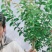 精品国旗红红花紫薇老桩大红色百日红老桩盆栽地栽