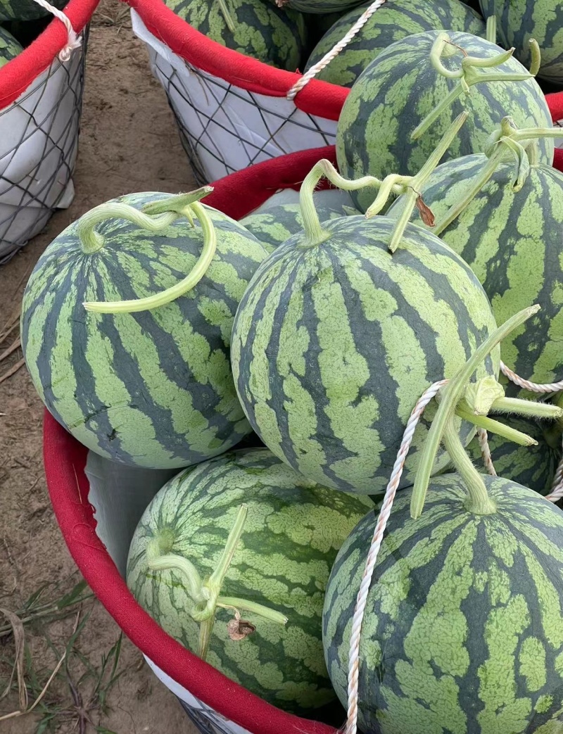 【荐】河南美都麒麟西瓜大量上市质量三包，需要的老板联系