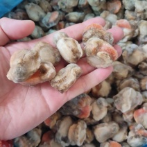 扇贝肉源汁无沙爆炒捞汁新鲜海鲜食材