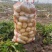 【推荐】精品黄心土豆山西土豆基地货源品质保证