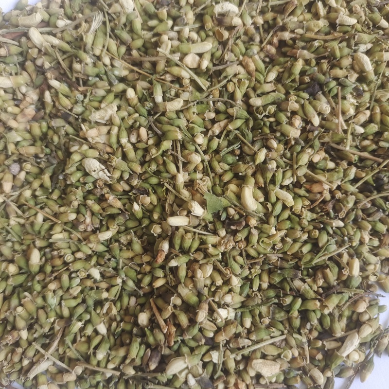 槐米槐米统货产地山东省过筛干净