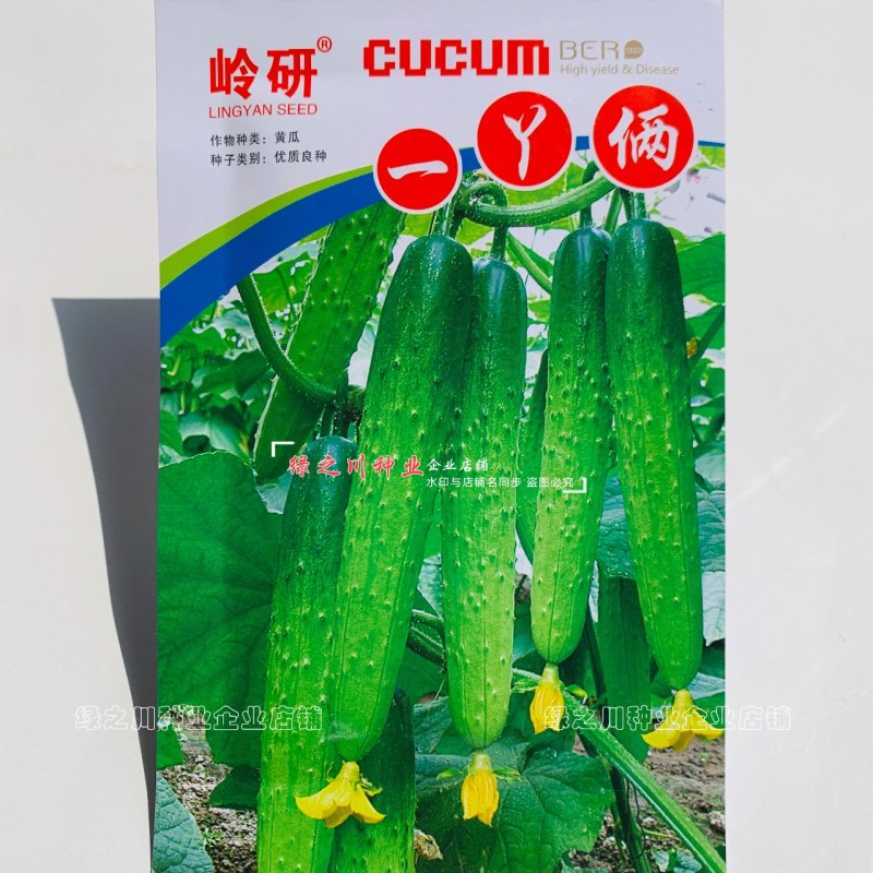 岭研一丫俩黄瓜种籽清香味浓浅绿皮绿肉水果黄瓜种子早熟