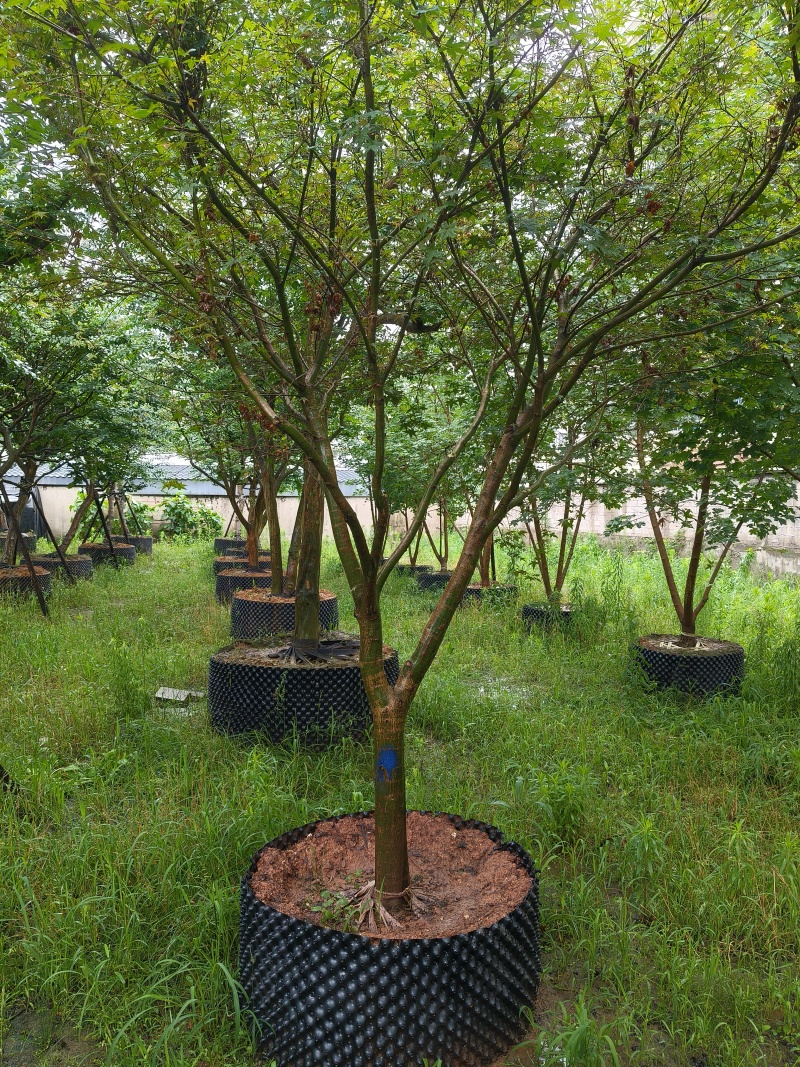 中国红枫移栽针孔容器苗，地径:12cm、16cm，精品。