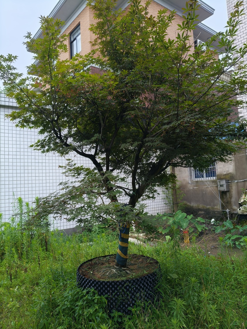 中国红枫移栽针孔容器苗，地径:12cm、16cm，精品。