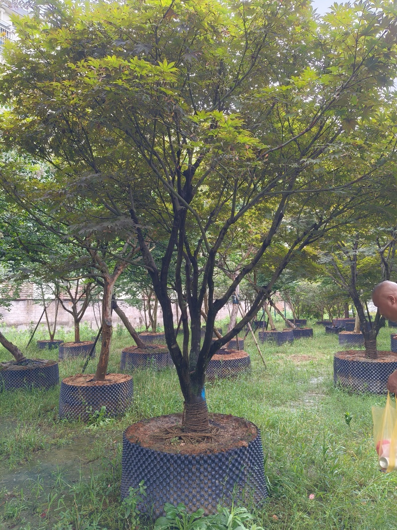 中国红枫移栽针孔容器苗，地径:12cm、16cm，精品。