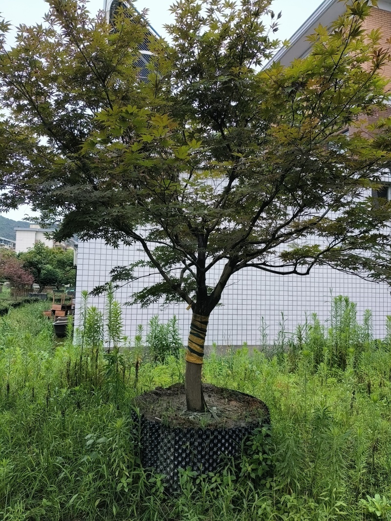中国红枫移栽针孔容器苗，地径:12cm、16cm，精品。